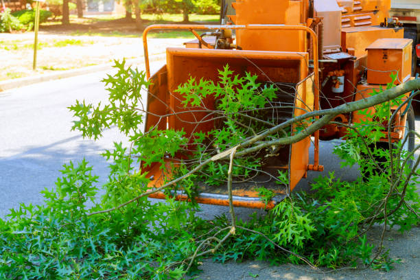 Best Tree and Shrub Care  in Los Gatos, CA